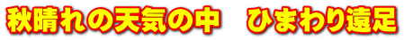 秋晴れの天気の中　ひまわり遠足
