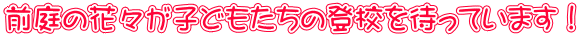 前庭の花々が子どもたちの登校を待っています！