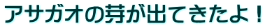 アサガオの芽が出てきたよ！