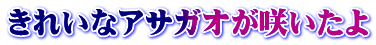 きれいなアサガオが咲いたよ